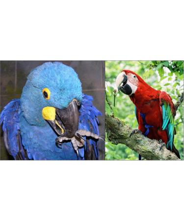 Shop The Aviator Bird Harness - XX-Large Silver | Best International Shipping for Pet Birds - Buy Online on GoSupps.com