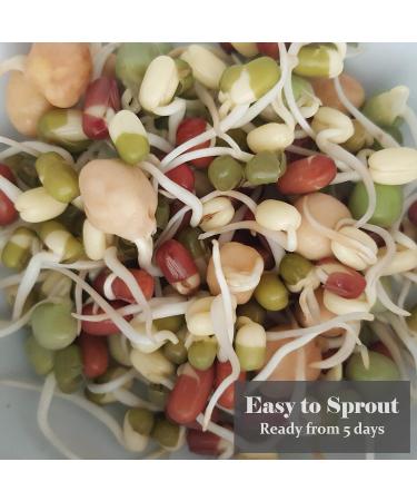 VERDANT REPUBLIC Organic Protein Power Sprouting Seeds Mix 500g | Non GMO Superfood Microgreens | Easy to Sprout with Peas Chick Pea Mung & Adzuki Beans - Buy Online on GoSupps.com