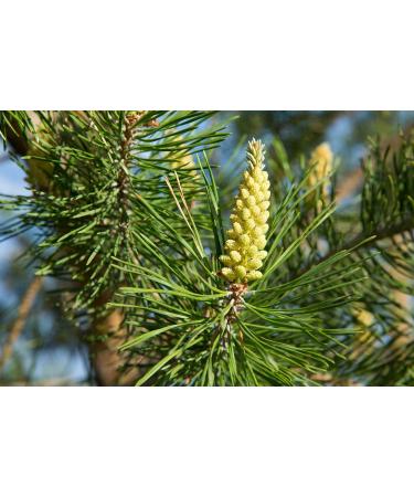 Pine n 24 Fleur de Bach farmaflor 1 Flacon Comtpe Gouttes 10ml - Made in Italy - Buy Online on GoSupps.com