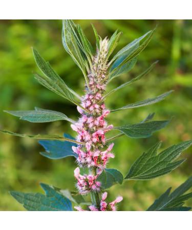  Alpi Nature Alpi Nature Motherwort Organic Infusion 100 g organic Dried and Cut Motherwort Herb Loose Herbal Tea - Buy Online on GoSupps.com