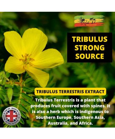 Tribulus Terrestris High Strength Supplement - 95% Saponins Extract Capsules for Muscle Growth - UK Made - Buy Online on GoSupps.com