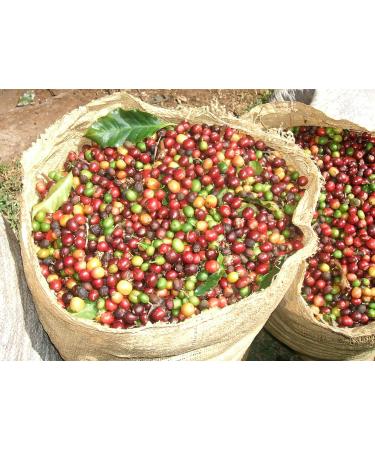 Moreish Black Goat - Dark Roast Ground Coffee 1kg | Filter/Cafetiere Grind - Buy Online on GoSupps.com