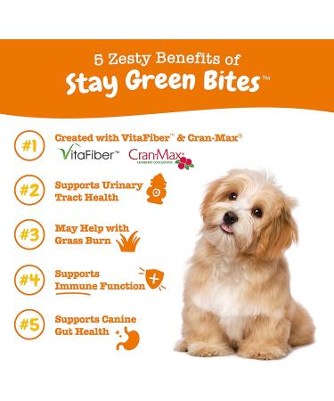 Zesty Paws Stay Green Bites for Dogs - Beef Flavor Digestive Chews, 90 Soft Chews - Buy Online on GoSupps.com