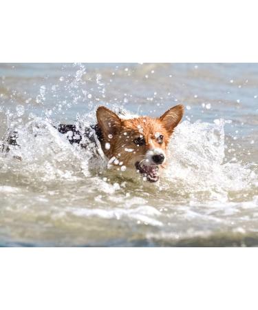 Koolkat Ear Drops Traumapet with Colloidal Silver for Dogs & Cats - 50ml | Best Ear Care for Pets - Buy Online on GoSupps.com