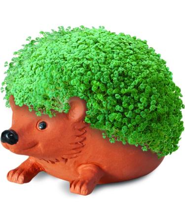 Chia Pet Planter- Hedgehog - Buy Online on GoSupps.com