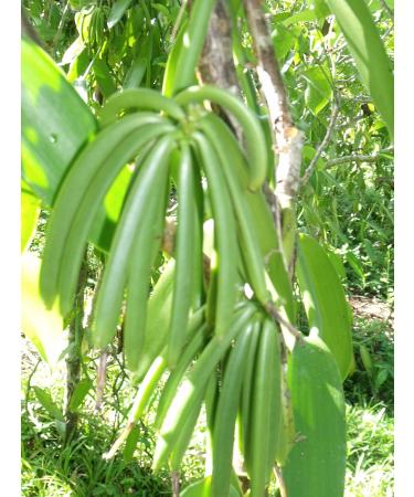 Bourbon vanilla pods from Madagascar 15 cm Prima quality x 5 - Buy Online on GoSupps.com