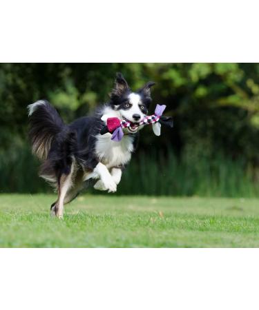 Buy Horse-Direkt Pure Salmon Oil for Dogs Cats & Horses | Omega-3 Rich BARF Oil 1L - Buy Online on GoSupps.com