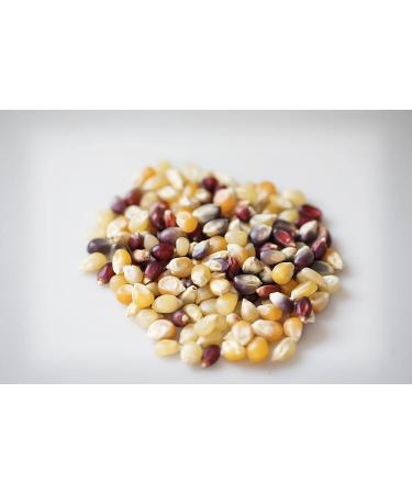Amish Country Rainbow Popcorn Kernels - 1 lb Bag | Non-GMO & Gluten Free - Buy Online on GoSupps.com