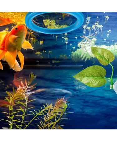 Aquarium Feeding Set: Fish Feeding Ring, Food Feeder, Spawning Bed, Betta Leaf Pad - 4 Pieces - Buy Online on GoSupps.com