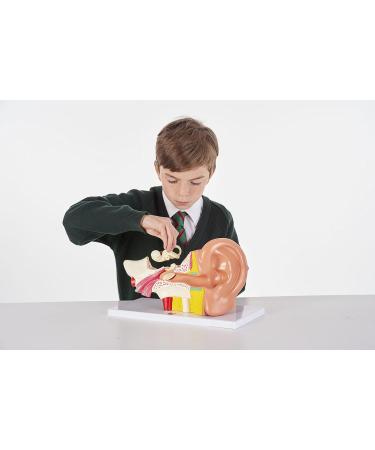 Buy TickiT 03105 Human Ear Model - 4x Life Size Anatomy Model for Education | International Shipping Available - Buy Online on GoSupps.com