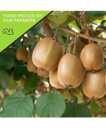 Sun Dried Kiwi Slices  with Sugar Added (16oz - 1 LB) Packed Fresh in Resealable Bag - Sweet Dehydrated Fruit  Snack Treat - Healthy Food  All Natural  Vegan  Kosher Certified 16 Ounce - Buy Online on GoSupps.com