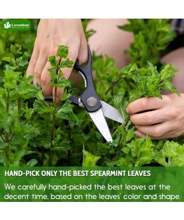 Lavendium Premium 30 Spearmint Tea Bags 100% Natural & Pure from Spearmint Leaves. Loose Leaf Spearmint Herbal Tea. Made with Natural Material Tea Bags. No Sugar No Caffeine No Gluten Vegan. - Buy Online on GoSupps.com