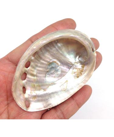 PEPPERLONELY 5PC Polished Red Baby Abalone Sea Shells - 2-3/4 to 3 Inch (99 Red Baby Abalone) - Set of 5 Shells - Buy Online on GoSupps.com