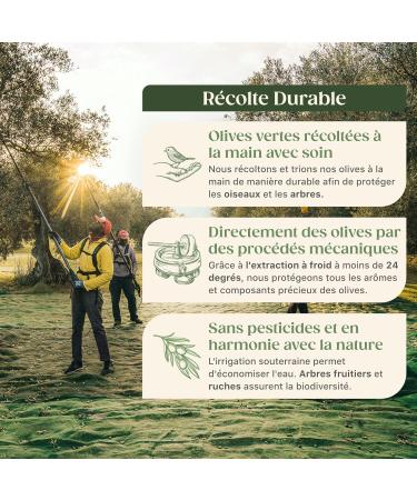 Fontclara | Extra Virgin Olive Oil Arbequina Variety 1L | Premium Gourmet Oil | Cold Pressed & Hand Harvested | Fruity Flavor | Suitable for Frying Baking & Cooking | 1L x 1 - Buy Online on GoSupps.com