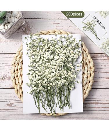 Dried Babys Breath Flowers Bulk - 200 Pcs Ivory White Gypsophila for Wedding, Christmas, and Crafts - Buy Online on GoSupps.com