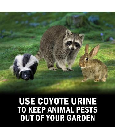 Outdoor Hunting Lab Coyote Urine Animal Spray - Protects Home & Garden from Squirrels, Skunk, Rabbit, Mouse & More - Territorial Deception Scent for Hunting - 8 oz - Buy Online on GoSupps.com
