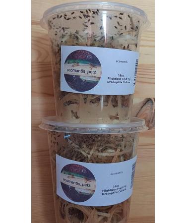 acomantis 2x16oz double-pack Flightless Fruit Flies Live Food (Drosophila Culture) - Buy Online on GoSupps.com