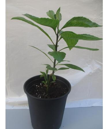 Bitter Leaf Plant - Vernonia amygdalina | Herbal Medicinal Benefits, Nutritional Value, Rich in Vitamins | Fresh Leafy Greens for Soup, Stew, Tea, Salad, Juice - Buy Online on GoSupps.com
