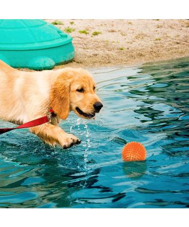 Buy Squeaky Rubber Balls for Dogs - 3-Piece Set in Bright Colors | Durable TPR Puppy Toys | Ideal Dental Pet Toys for Medium Dogs - Buy Online on GoSupps.com