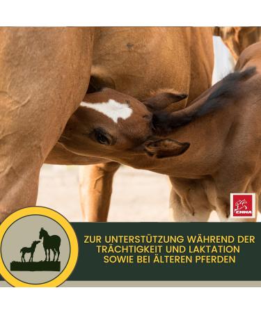 Horses Vitamins + Booster I Mineral Food for Horses Liquid I Vitamin E B Complex B12 Iron Selenium Zinc Horse I Vitamin B1 B6 Strengthen the Immune System Replenishing Food 1L 30 ml - Buy Online on GoSupps.com