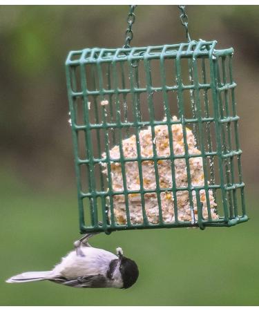 Buy C&S Suet Treats for Wild Birds - 12 Pack | Premium Bird Feed - Buy Online on GoSupps.com