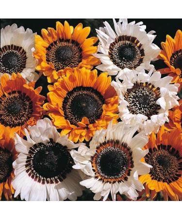 Portal Cool Semi di Fiore Organic Venidium Fostuosum"Mix" (Venidium fastuosum) Da Ukraine - Buy Online on GoSupps.com