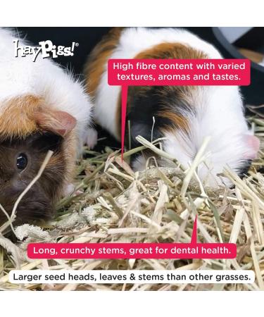 HayPigs Timothy Hay - Parent (1KG) 1 count (Pack of 1) - Buy Online on GoSupps.com