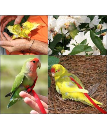 Aviator Bird Harness & Leash - Made in America | XXXS Black | Best International Shipping - Buy Online on GoSupps.com