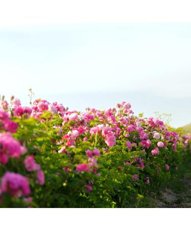 Essences Bulgaria Bio Real Bulgarian Rose Oil 3ml | 100% Natural & Vegan | Undiluted Rosa Damascena | Bio-Certified | Top Quality Family Business - Buy Online on GoSupps.com