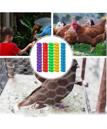 Toseky Poultry Duck Leg Tags Chicken Leg Rings - Numbered Leg Band Chicken Identification Leg Bands for Chicken Ducks  - Buy Online on GoSupps.com