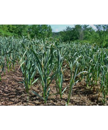 Buy Organic Garlic Powder 1kg | Vinativo Finely Granulated | Premium Quality from Controlled Organic Cultivation - Buy Online on GoSupps.com