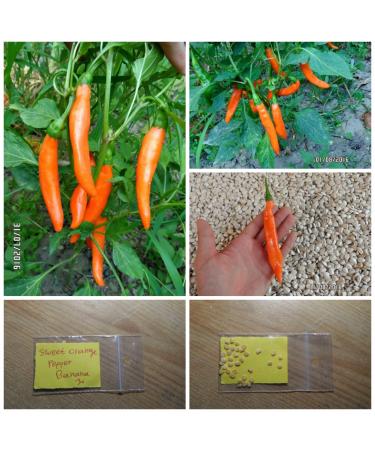 Sweet Orange Pepper '' Banana '' 30 semi di alta qualit - Extra RARA variet