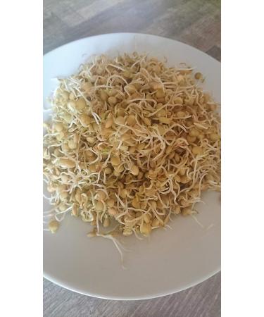 250g Organic Sprouting Seeds - Lentil Sprouts Microgreens & Cabbage Seed Germination for Healthy Cultivation - Buy Online on GoSupps.com