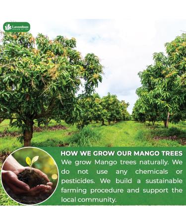 Lavedium. Premium 40 Mango Leaf Tea Bags 100% Natural & Pure from Mango Leaves. Loose Leaf Mango Herbal Tea. Mango Leaf Tea. No Sugar No Caffeine No Gluten Vegan. - Buy Online on GoSupps.com