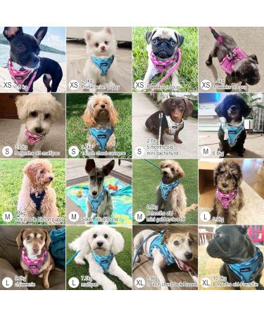 Haapaw Adjustable No Pull Dog Harness & Leash Set - Reflective Padded Vest for Extra Small to Medium Dogs (Turquoise 3.2-5 kg) - Buy Online on GoSupps.com