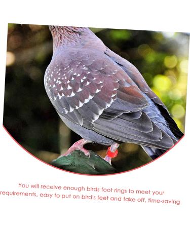 FOMIYES 100pcs Pigeon Anklet Plastic Tags Bird Foot Bands Pigeon Identification Ring Baby Meat Pigeon 1X1X0.8CM Red - Buy Online on GoSupps.com