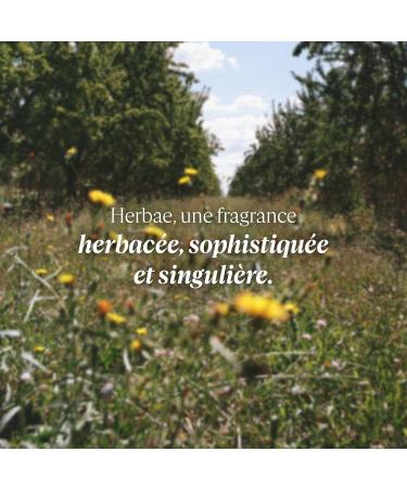 L'OCCITANE - Herbae Body Beauty Milk - 250 ml - Made in France - Buy Online on GoSupps.com