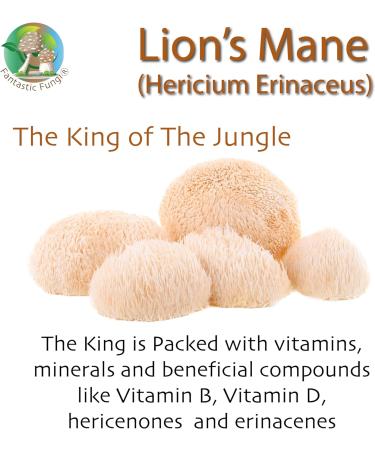 Organic Lions Mane mushroom powder extract by Ecogenya - Proudly Canadian fruiting body extract Value Pack (250 Grams) 250 g (Pack of 1) - Buy Online on GoSupps.com