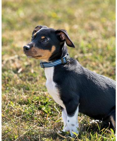 Lonto XS Dog Collar - Durable Nylon Soft Padded 360 Reflective Click Closure - Adjustable Blue Collar for Small Dogs - Buy Online on GoSupps.com