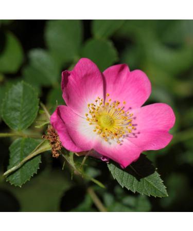 Florabiol - Organic Rosehip Vegetable Oil - 50 ml - Powerful Healing - Anti-Aging Firming and Regenerating - Rapid Skin Absorption - 100% Pure and Natural - Made in France - Buy Online on GoSupps.com