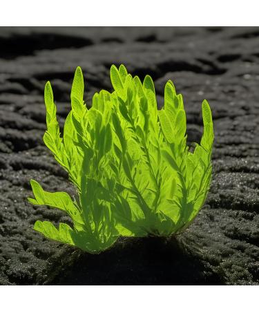 Organic Sea Salad Ulva Algae Flakes | Dried Atlantic Sea Lettuce | Raw Vegan Sea Snack | 25g Pureeraw - Buy Online on GoSupps.com