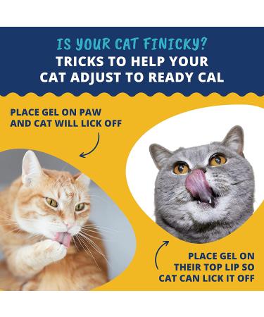 Under the Weather Ready Cal for Cats & Dogs | High Calorie Nutritional Supplement | 9 Vitamins 7 Minerals Fatty Acids | Promotes Weight Gain & Appetite | 100cc - Buy Online on GoSupps.com