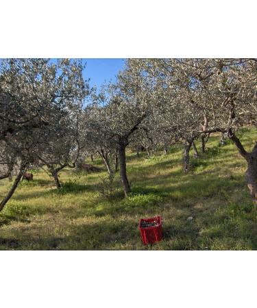 Extra virgin olive oil DOP Umbria Colli Assisi Spoleto Gnavolini Raccolta Sapore Bottle 500 ml For a memory of Umbria on your table 250 ml - Buy Online on GoSupps.com