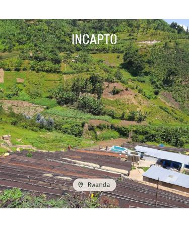 Incapto Specialty Coffee Beans | Origin Rwanda | 100% Arabica | Specialty Coffee 86 SCA points | Artisanal Roasting | Domaine Rubavu Nyamyumba | 1kg Pack - Buy Online on GoSupps.com