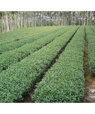 Organic Oolong GABA Gold Tea - Stress Relief, Focus & Clarity - 7oz Loose Leaf Refill - Buy Online on GoSupps.com