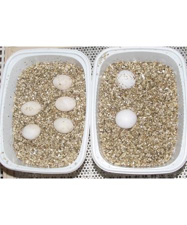 Buy Lucky Reptile Vermiculite 5L - Premium Incubation Substrate for Reptile Eggs | Heat-Insulating & Moisture-Regulating | Ideal for Reptile Breeding & Terrariums - Buy Online on GoSupps.com