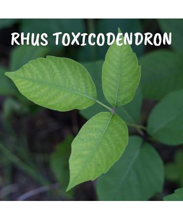 Rhus Toxicodendron 9CH Boiron Homeopathic Medicine - Buy Online on GoSupps.com