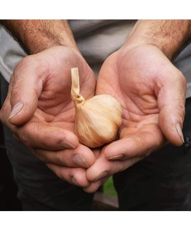 Premium Whole Black Garlic - 1.5 lbs | Rich in Flavor and Antioxidants - Buy Online on GoSupps.com