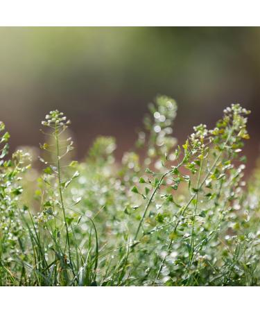 IDDA Herbal Bourse Pasteur Tisane 250g Herbe de Bourse Pasteur S ch e et Coup e Th en Vrac 250 GR - Buy Online on GoSupps.com