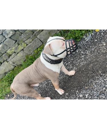 Genuine Leather Dog Muzzle for American Bully Bully XL and other similar snout (Natural Leather AB4) Natural Leather AB4 - Buy Online on GoSupps.com